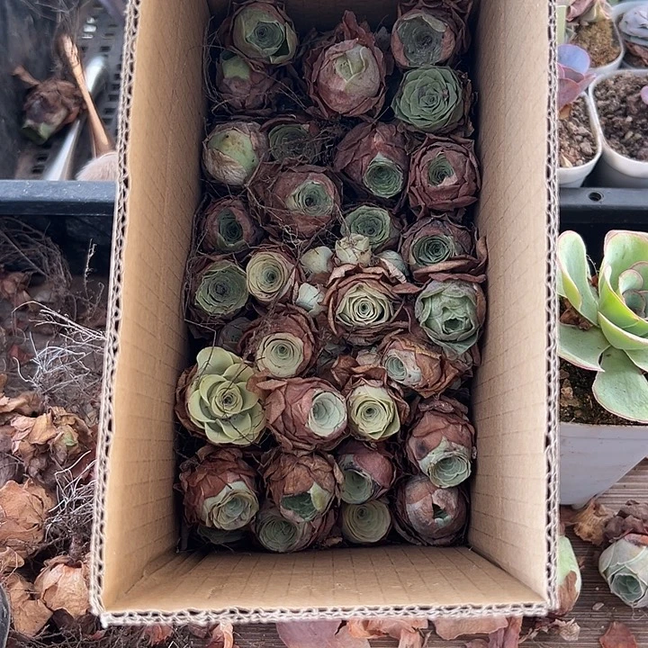 苗苗山地玫瑰多肉植物19