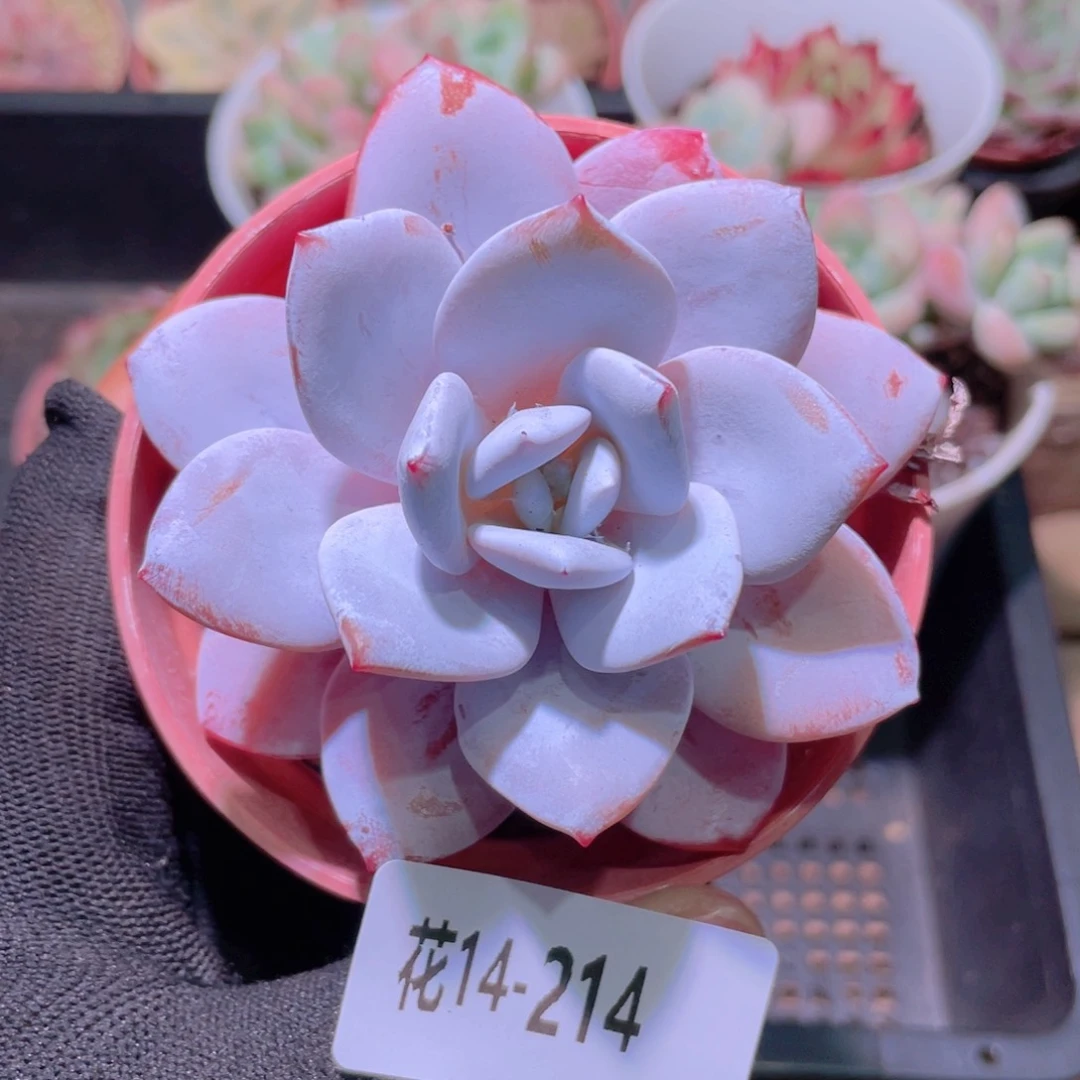 花利美14-214粉雪莲