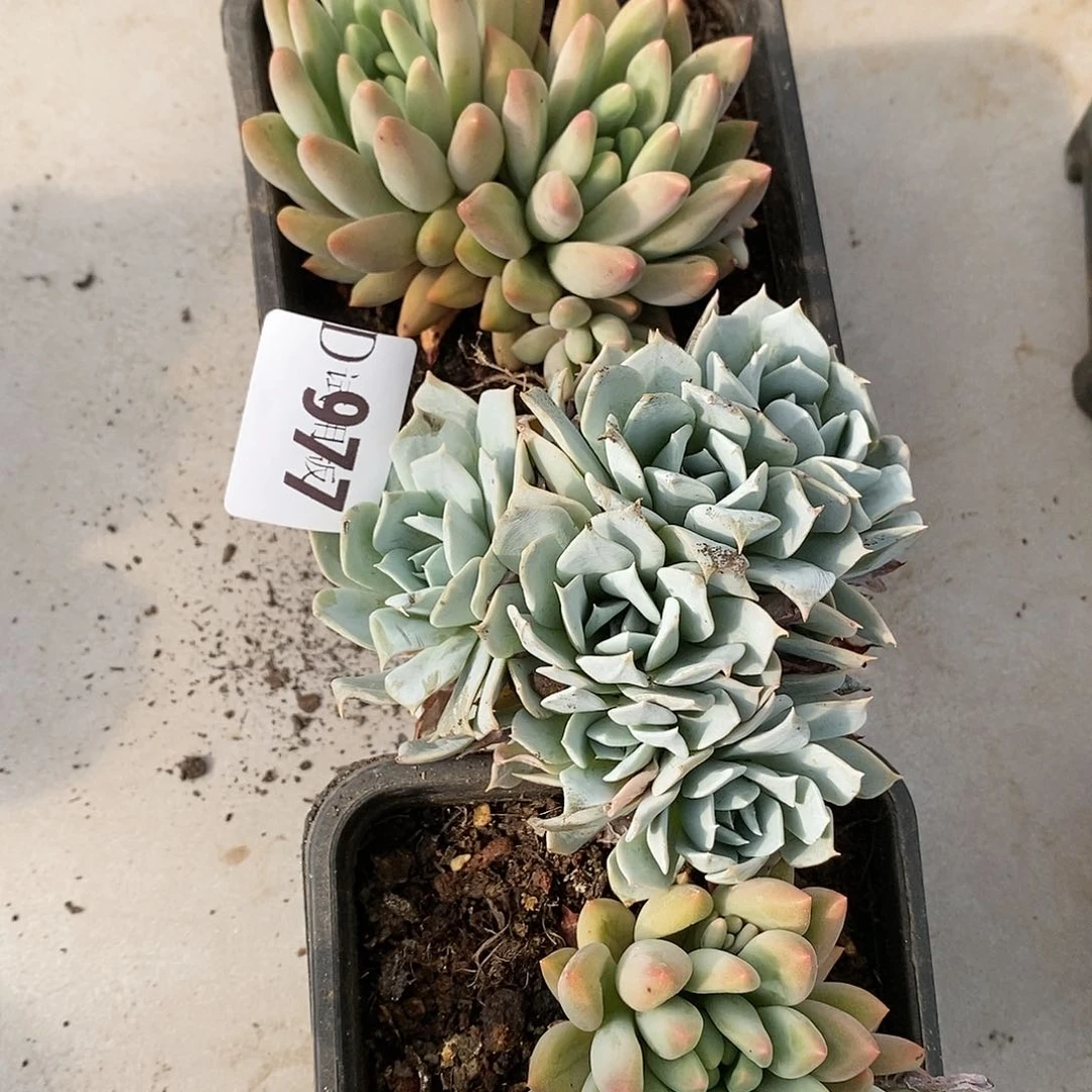 一*977薄叶蓝鸟多肉植物