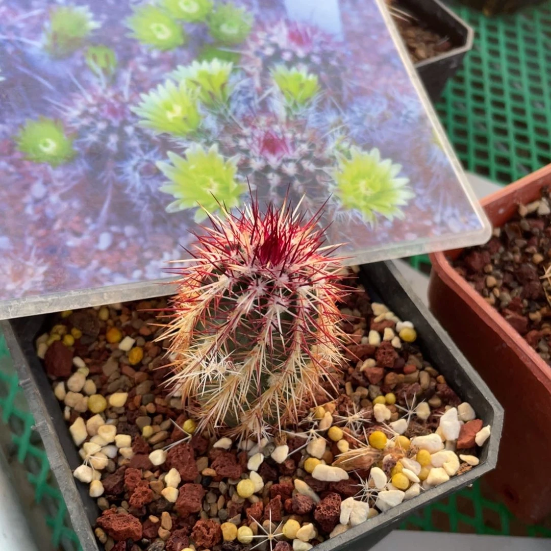 鹿角柱实生仙人球DA白红司