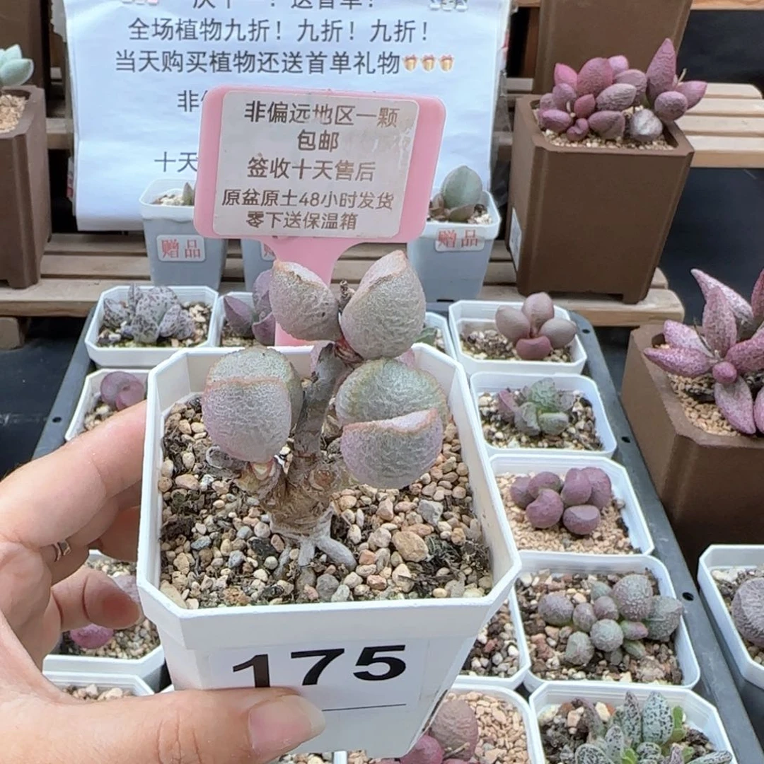 175圣姬多肉植物微瑕