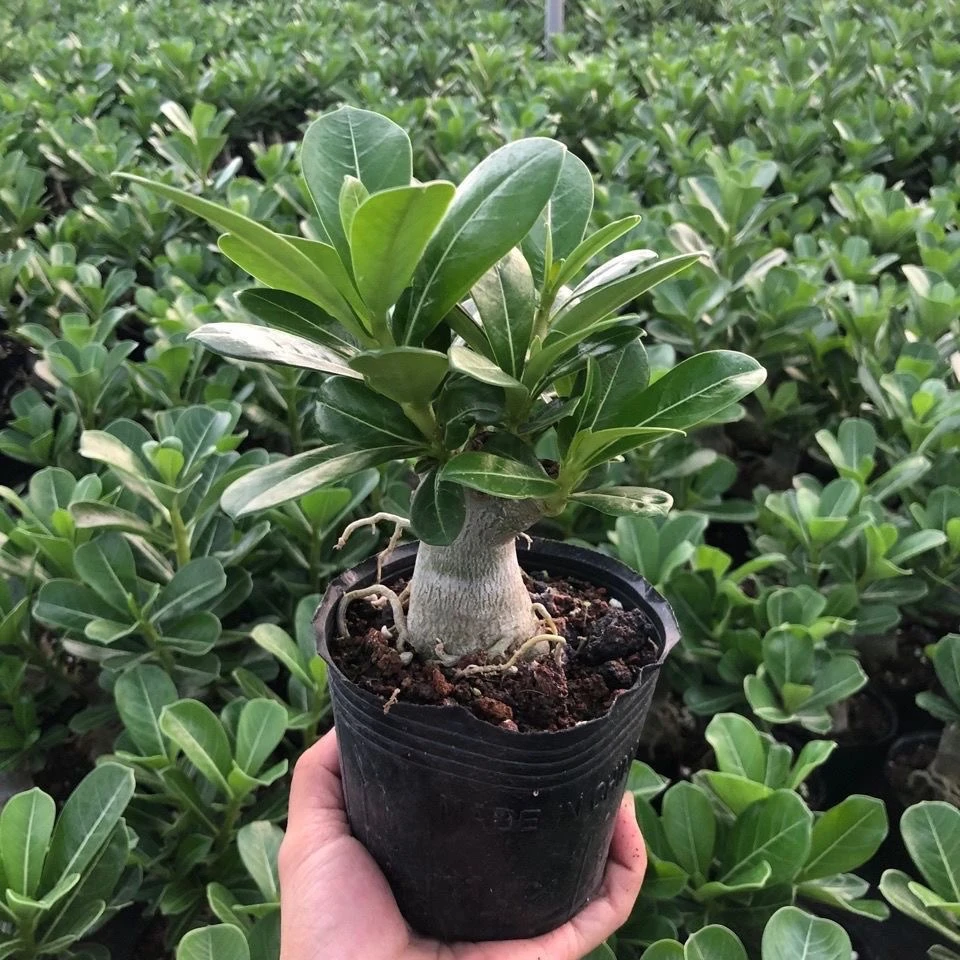 沙漠玫瑰小苗盆栽老桩植物重瓣盆景室内绿植花卉阳台四季开花花苞