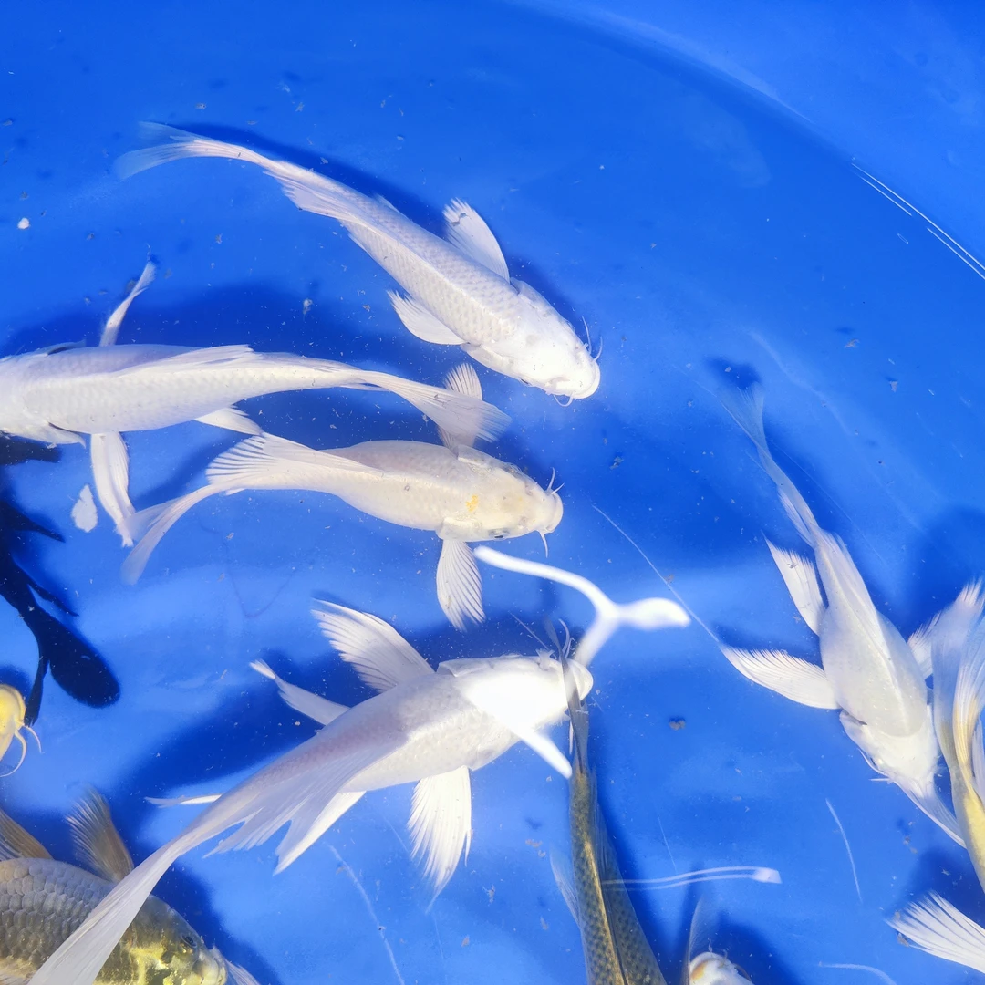 纯种蝴蝶鲤活体冷水淡水观赏鱼好养耐活招财起运