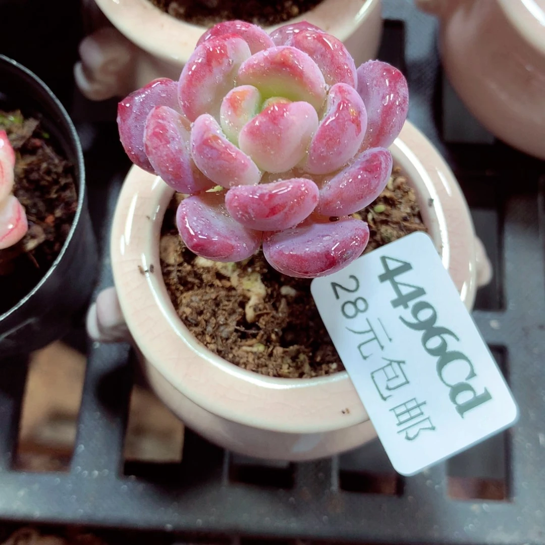 5厘米盆精控多肉4496
