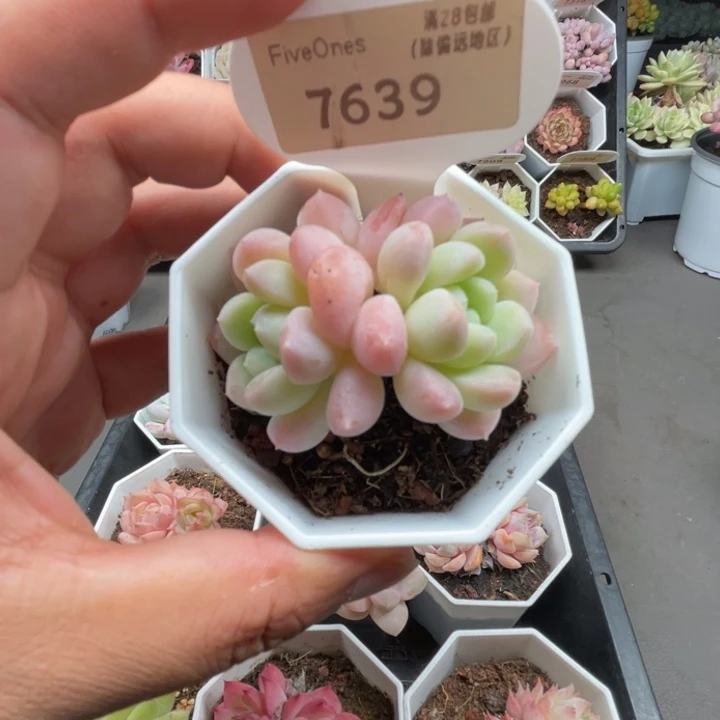 7639奶糖5.0厘米