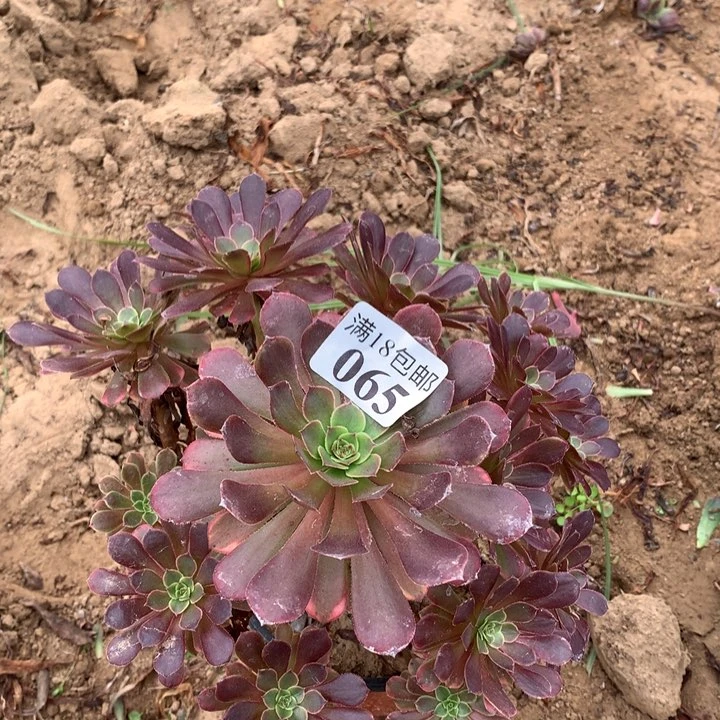 065铜壶变异手捧2号棚