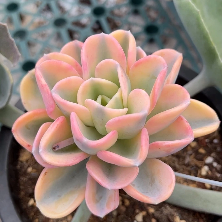 美尻锦一物一拍锦龙