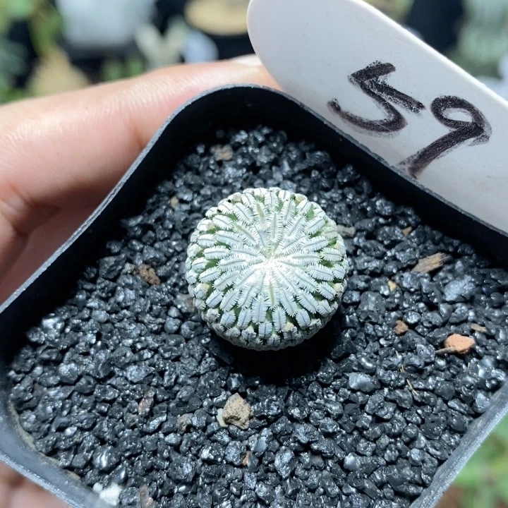 59号实生精巧殿2cm