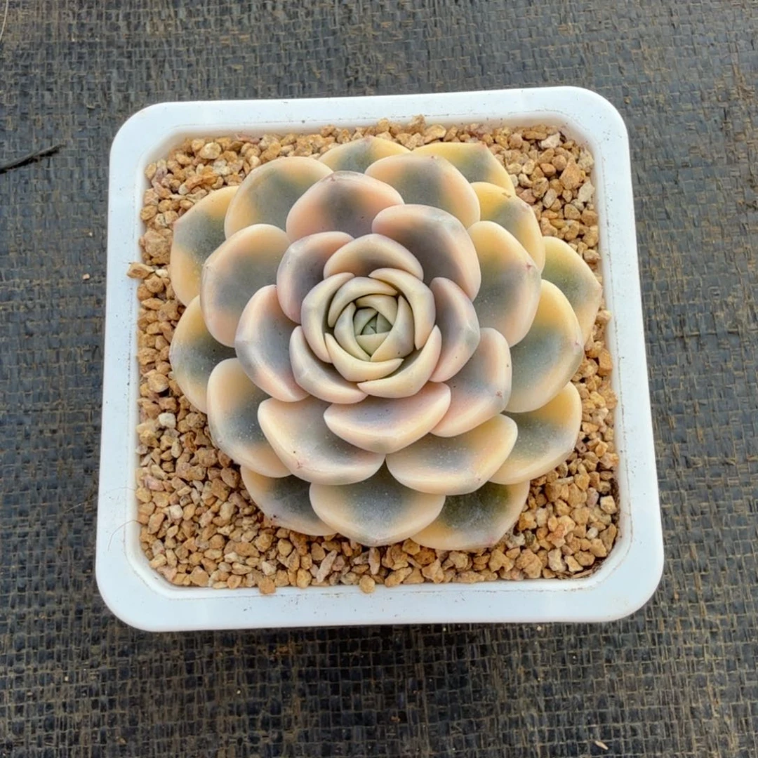 宝***园汉堡锦锦上园艺有一物一拍