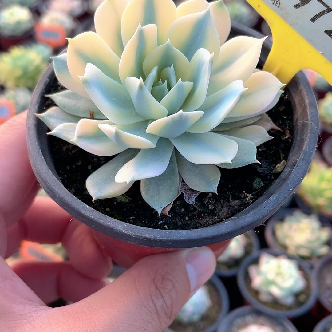 绽***放972号多肉植物盆栽