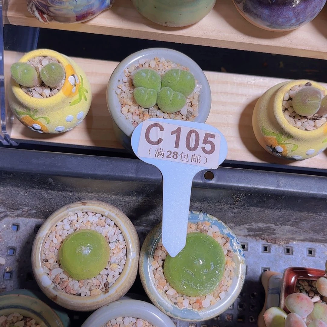 C105毛翠堤一物一拍