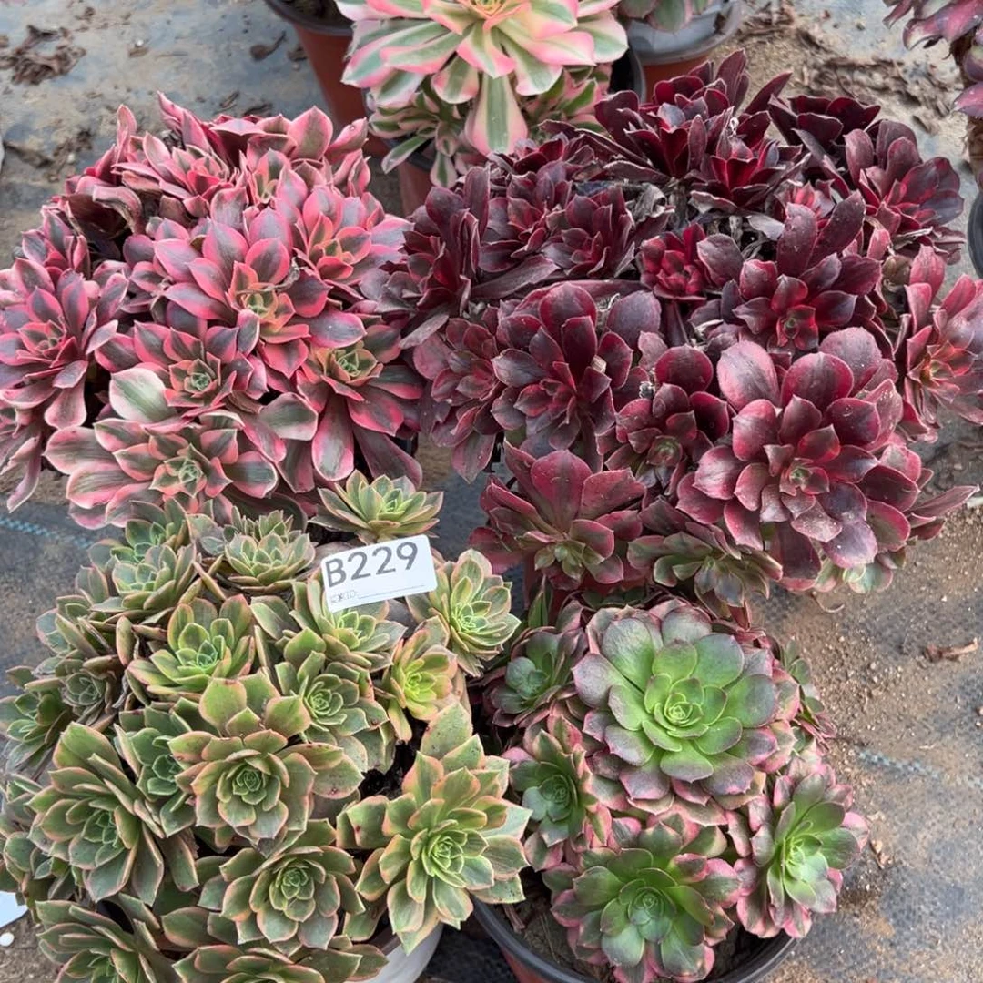 229四颗组合多肉植物法师