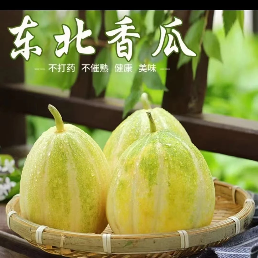 5斤东北香瓜  金飞香瓜 现摘现发 东北特产 包邮 香甜可口