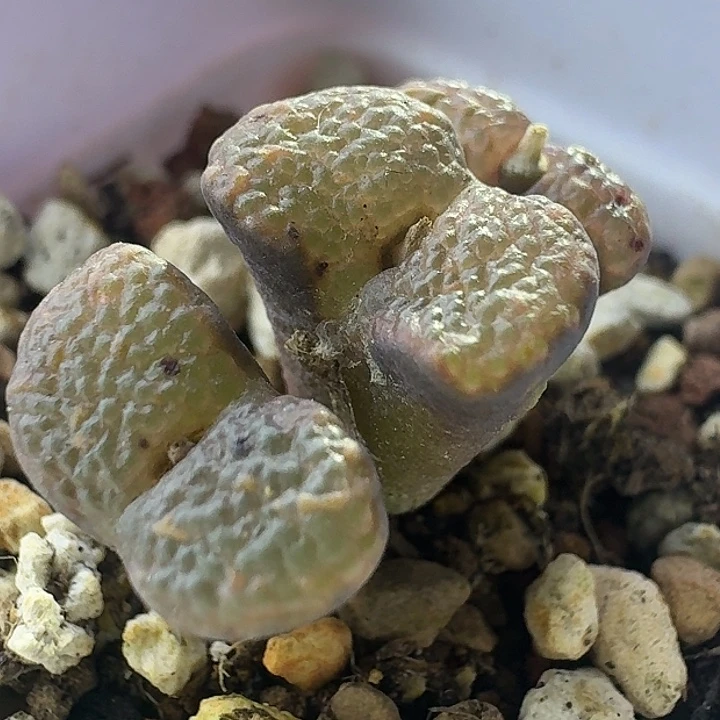 76号三头全窗泡泡勋章一物一拍