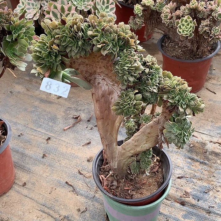小叶香炉盘缀化832号