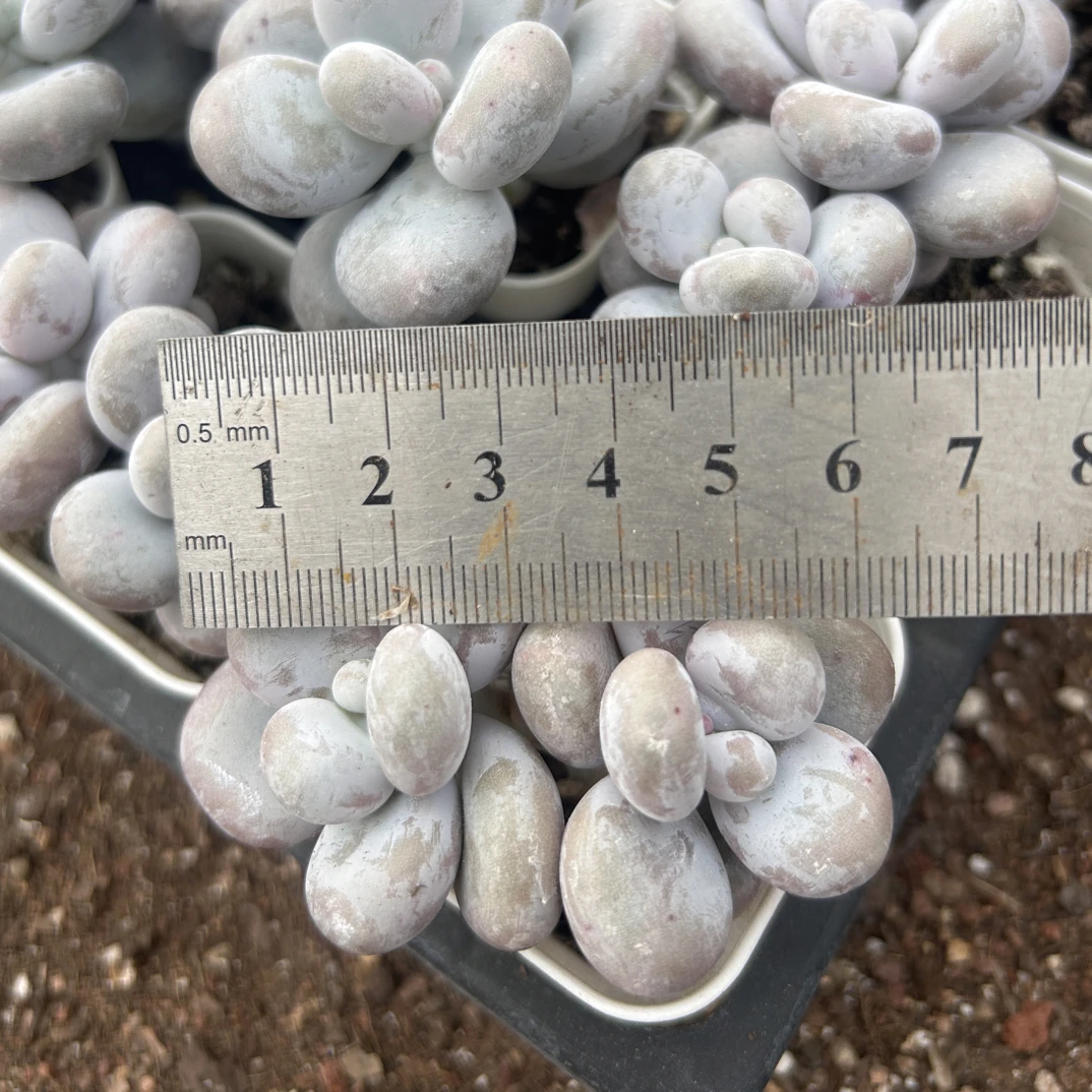 多肉 双头奶酪 5-6厘米（满9.9包邮）