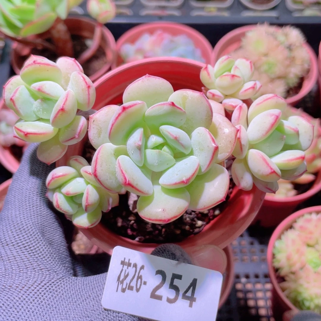 花利美26-254香草