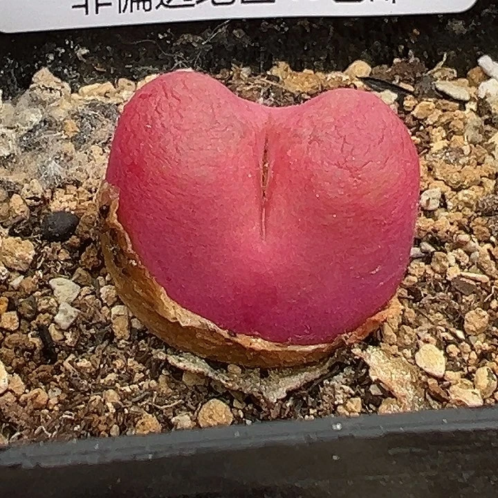 无花朵271号毛汗尼111111111