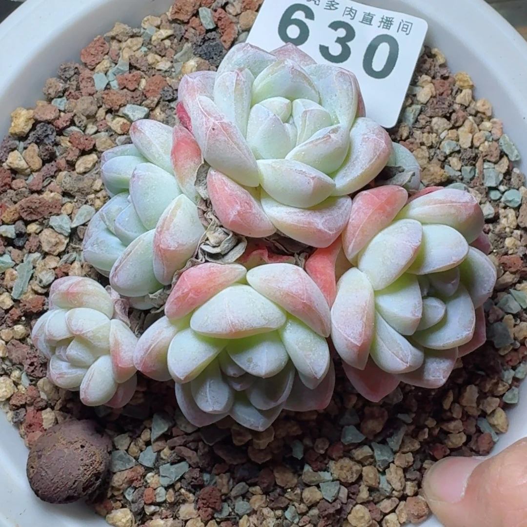 回***暮冰玉模特      愿你一路坦途，乘风破浪展宏图