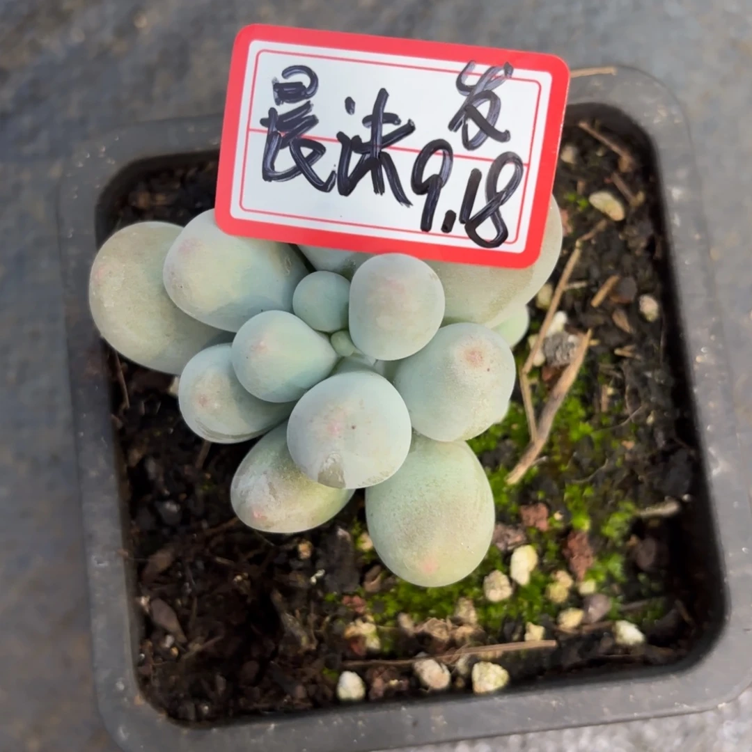 ****沫米可奶单头晨沫专拍9.18发货