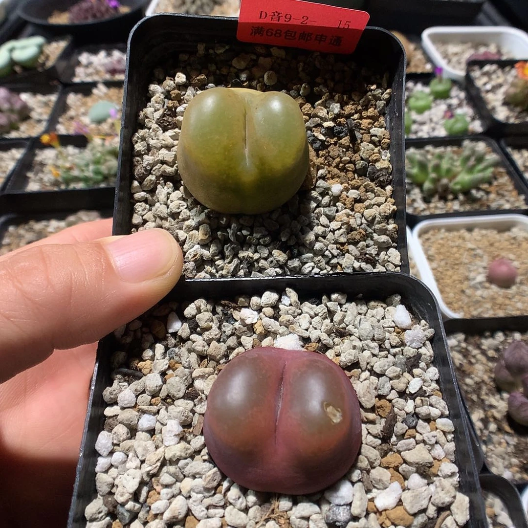 9-2-15   瑕疵毛2颗