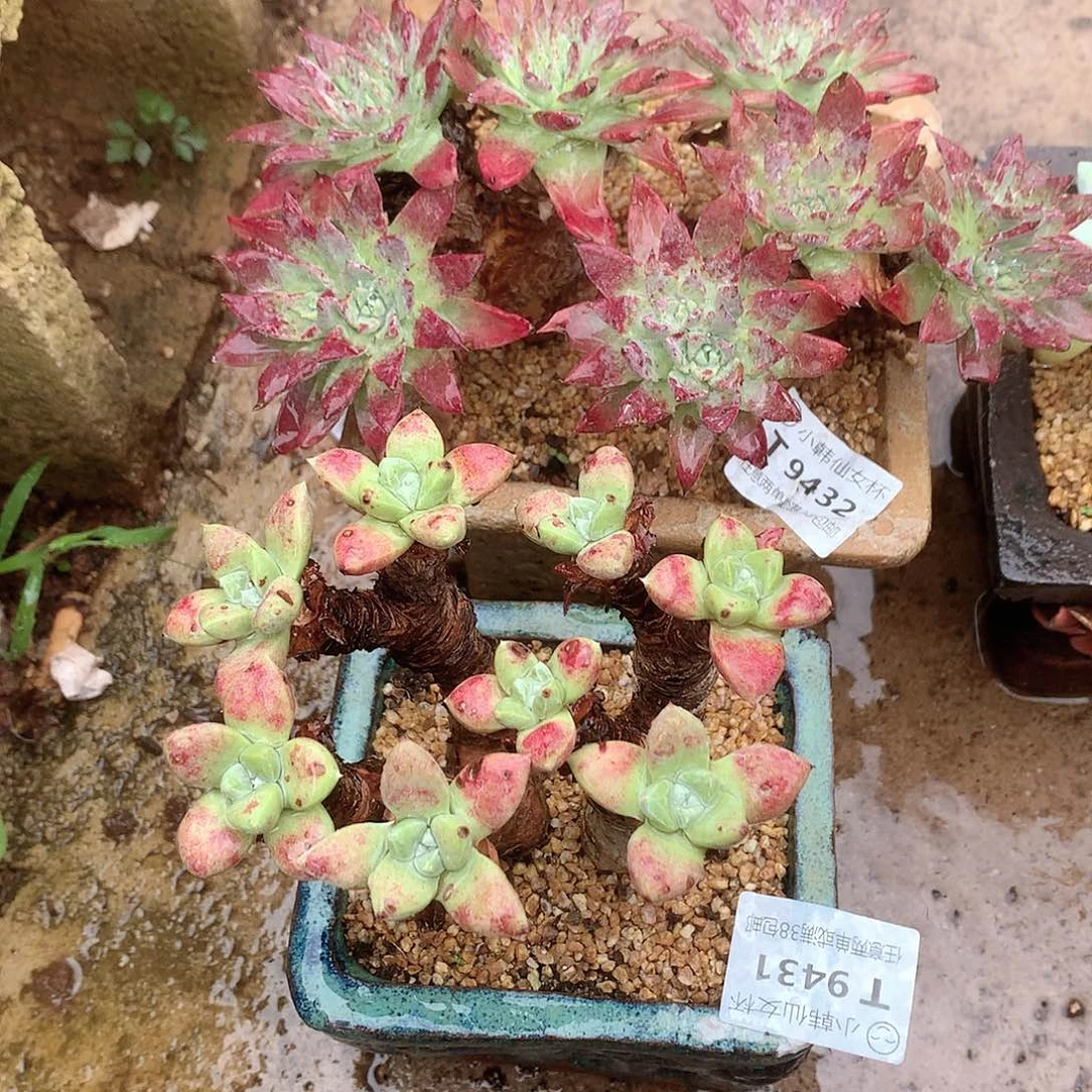 是***吖9431仙女杯两颗多肉