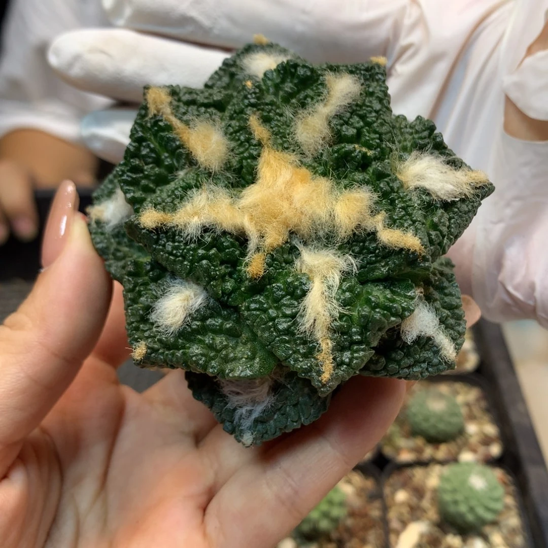 12号 出根芽 龟甲哥斯拉8公分