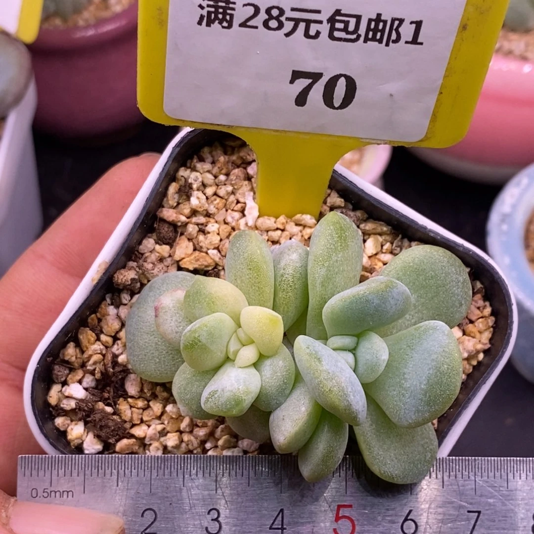 170冰玉黄锦多肉…………