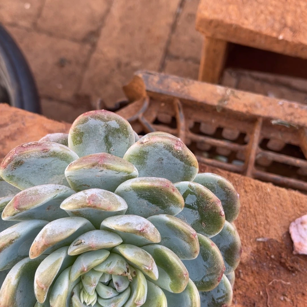 狡***窟十级福利整装无砍