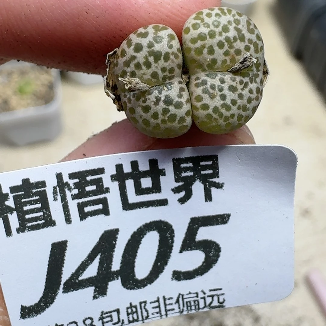 多肉植物的润泽dggh