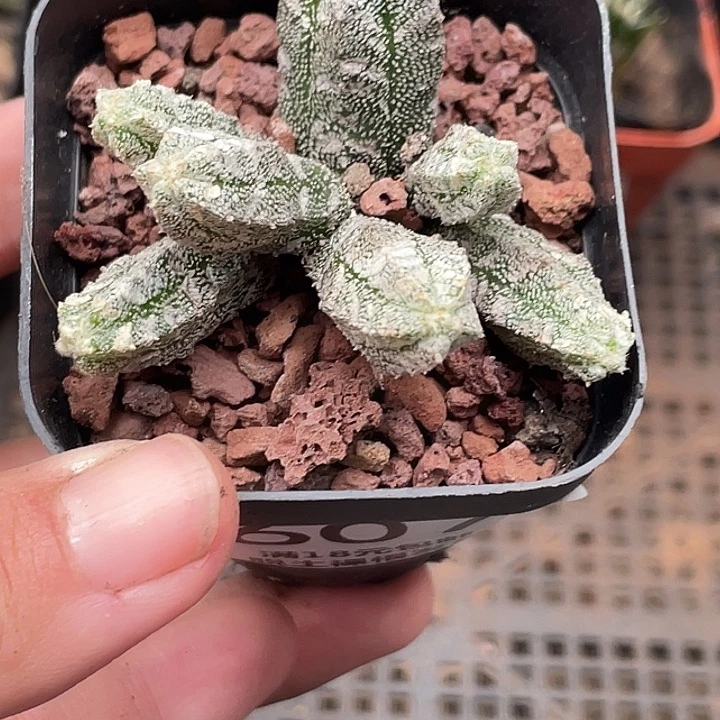 607鸾凤玉阁仙人球
