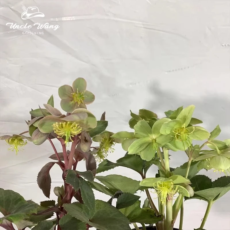 种花王大爷 铁筷子优雅淡盆栽花苗阳台庭院耐寒植物开花