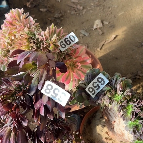 用***5多肉植物三个660.656.658