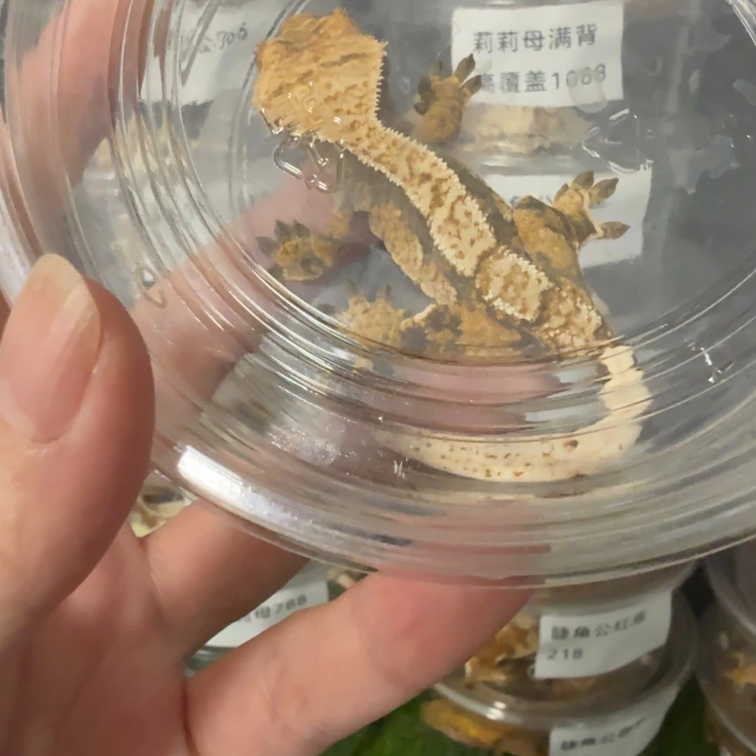 睫角守宫捷角奶油