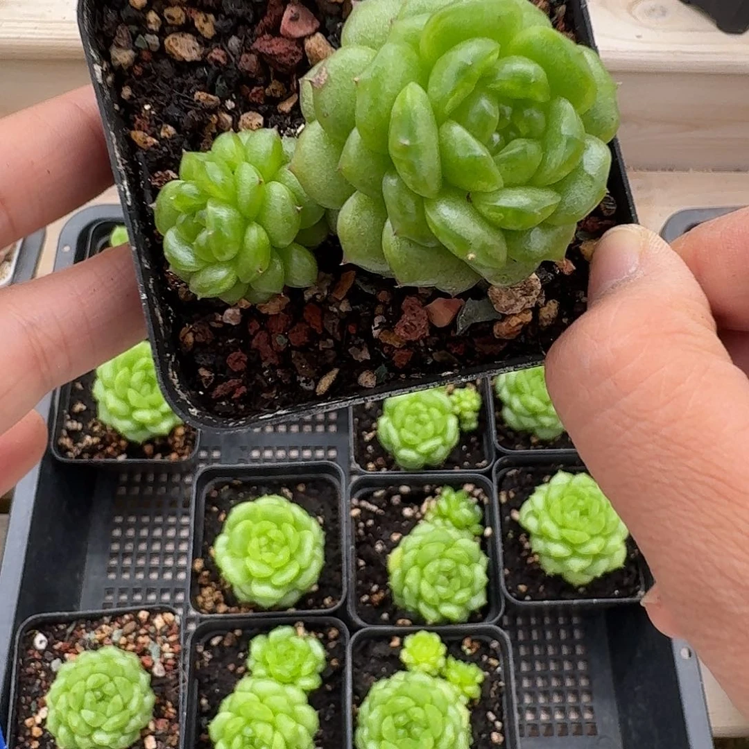 柒***i七七专拍宝贝宝贝宝贝宝贝吧