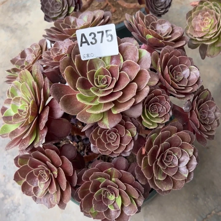 375花月夜23厘米左右半木