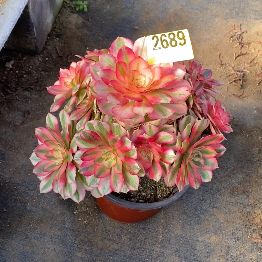 悠***谷青城多肉法师2689