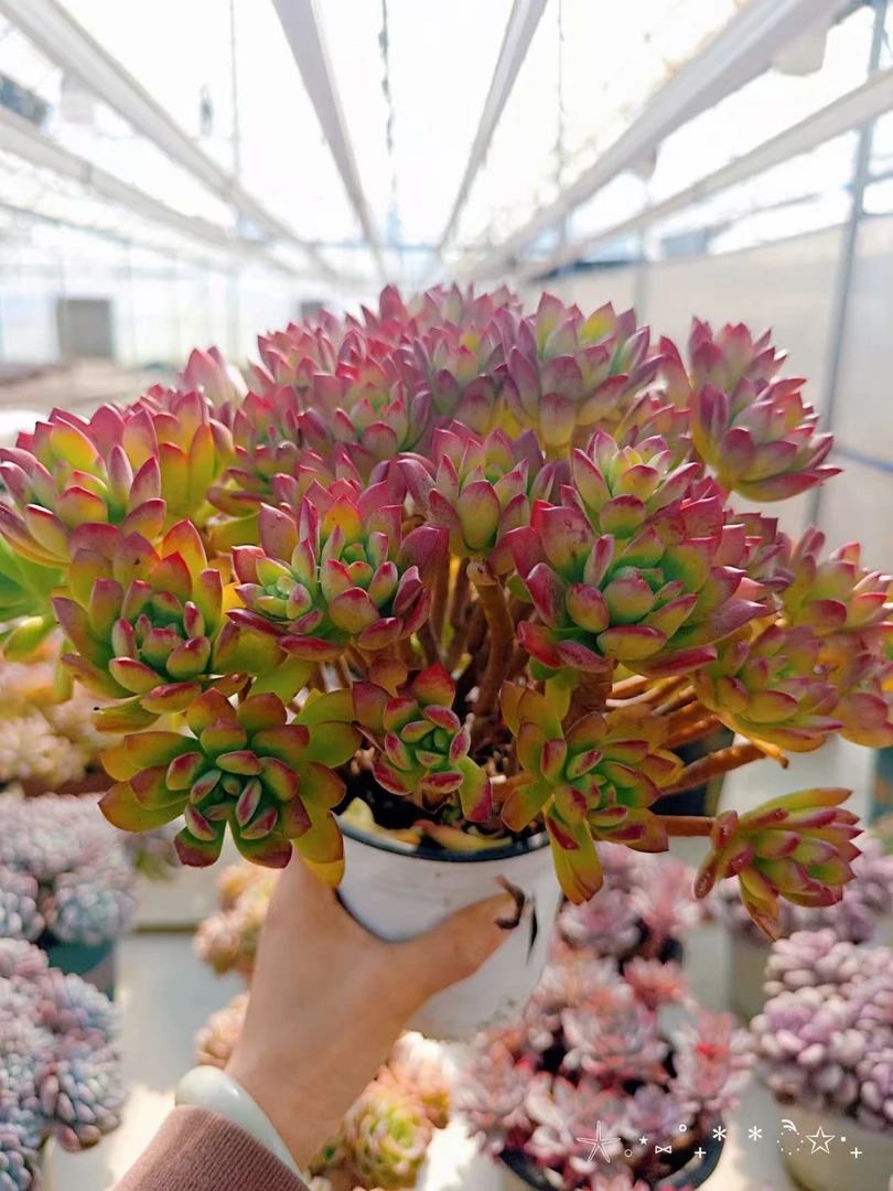 【老桩沙漠红玫瑰红稚莲】脱土发货  阳台好养盆栽露养老桩多肉