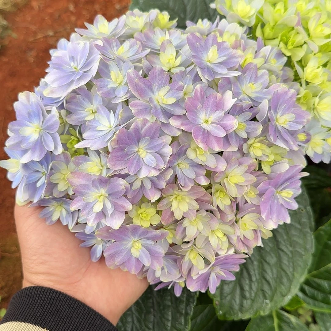 绣球切花一物一拍3枝起包邮，28