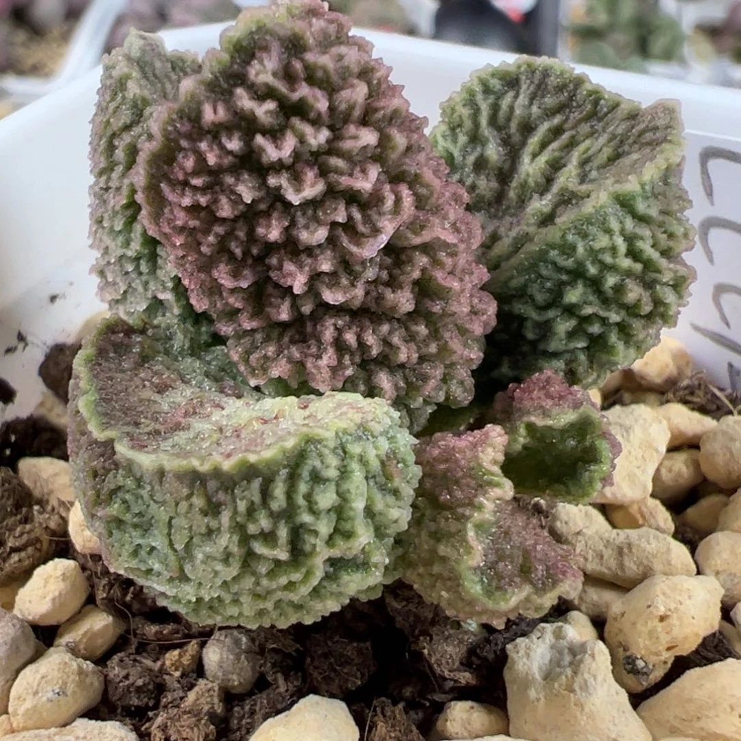 实生新品多肉植物水泡多肉植物水泡