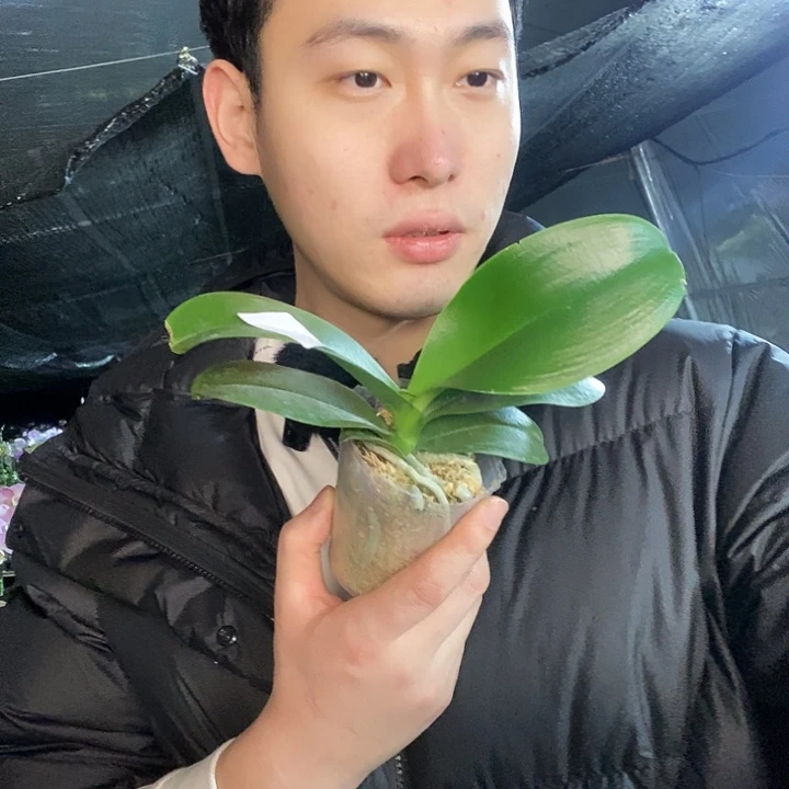 无花朵宙斯蝴蝶兰