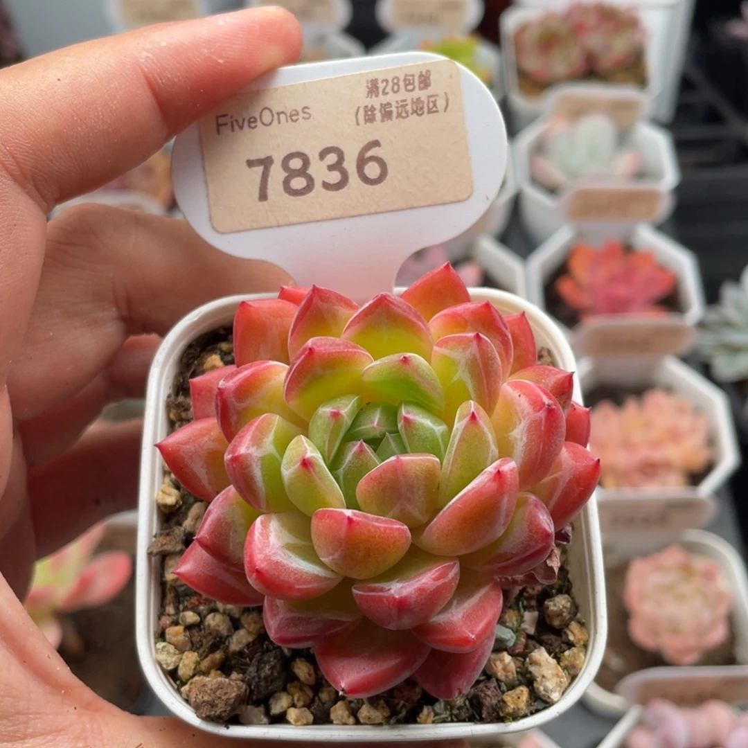 钻石珍妮7836-6厘米