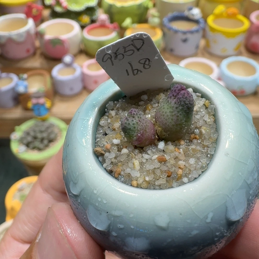 蘑菇1210一颗955d斑马多肉植物
