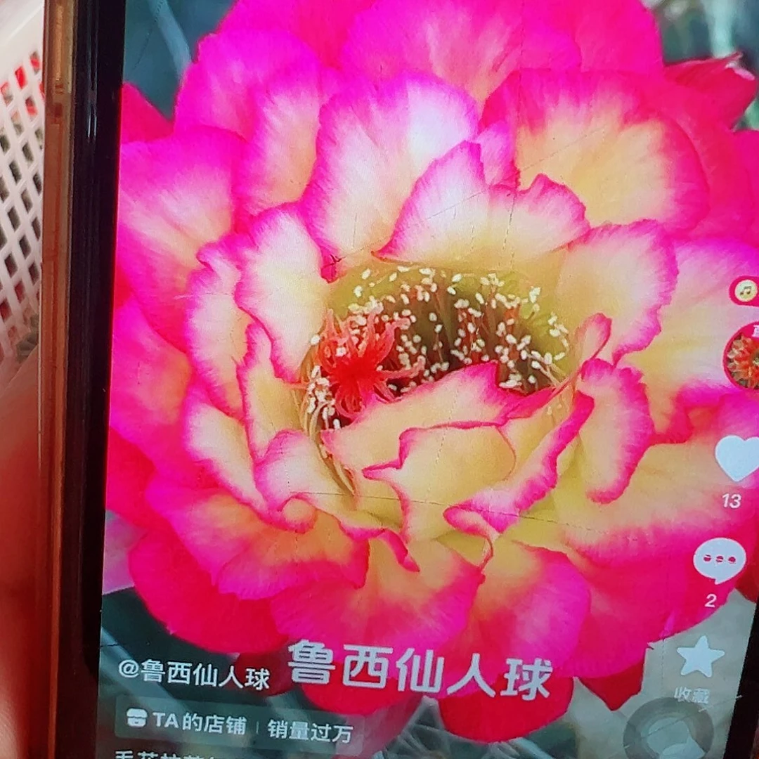 毛花柱 苏乞儿 侧芽 000