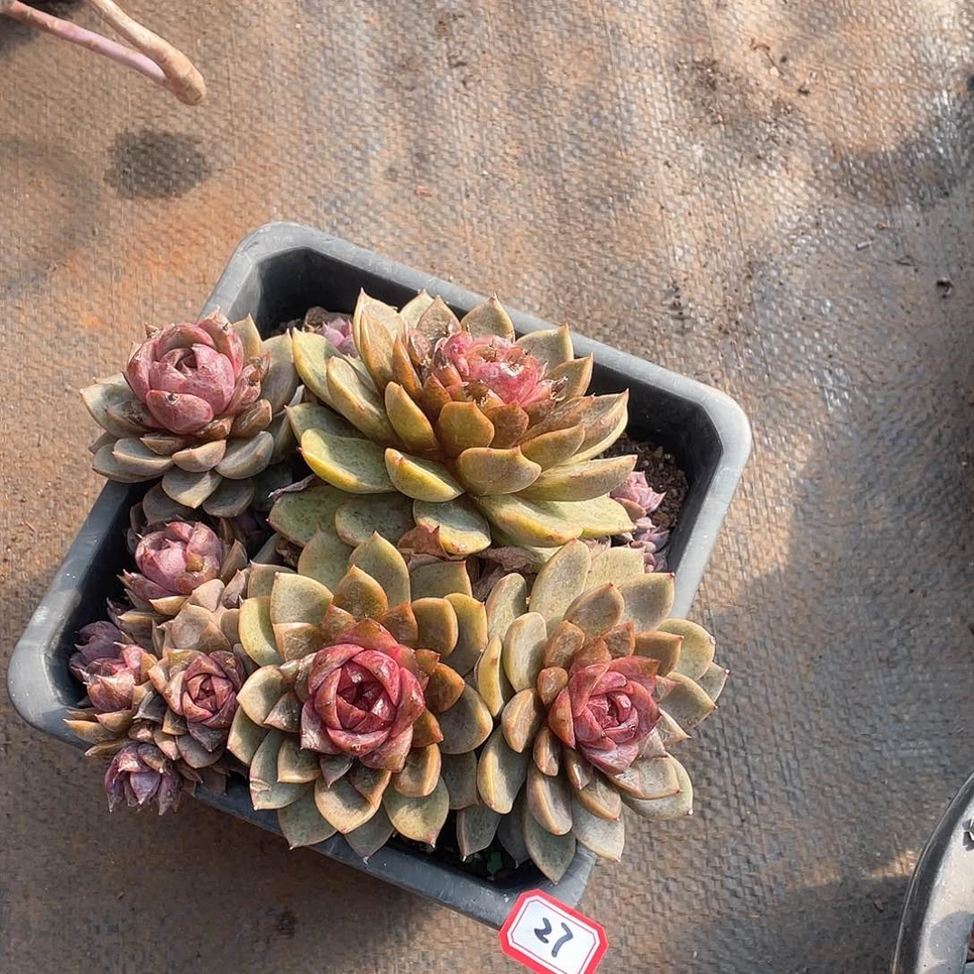 27巧克力莫斯 一物一拍多肉