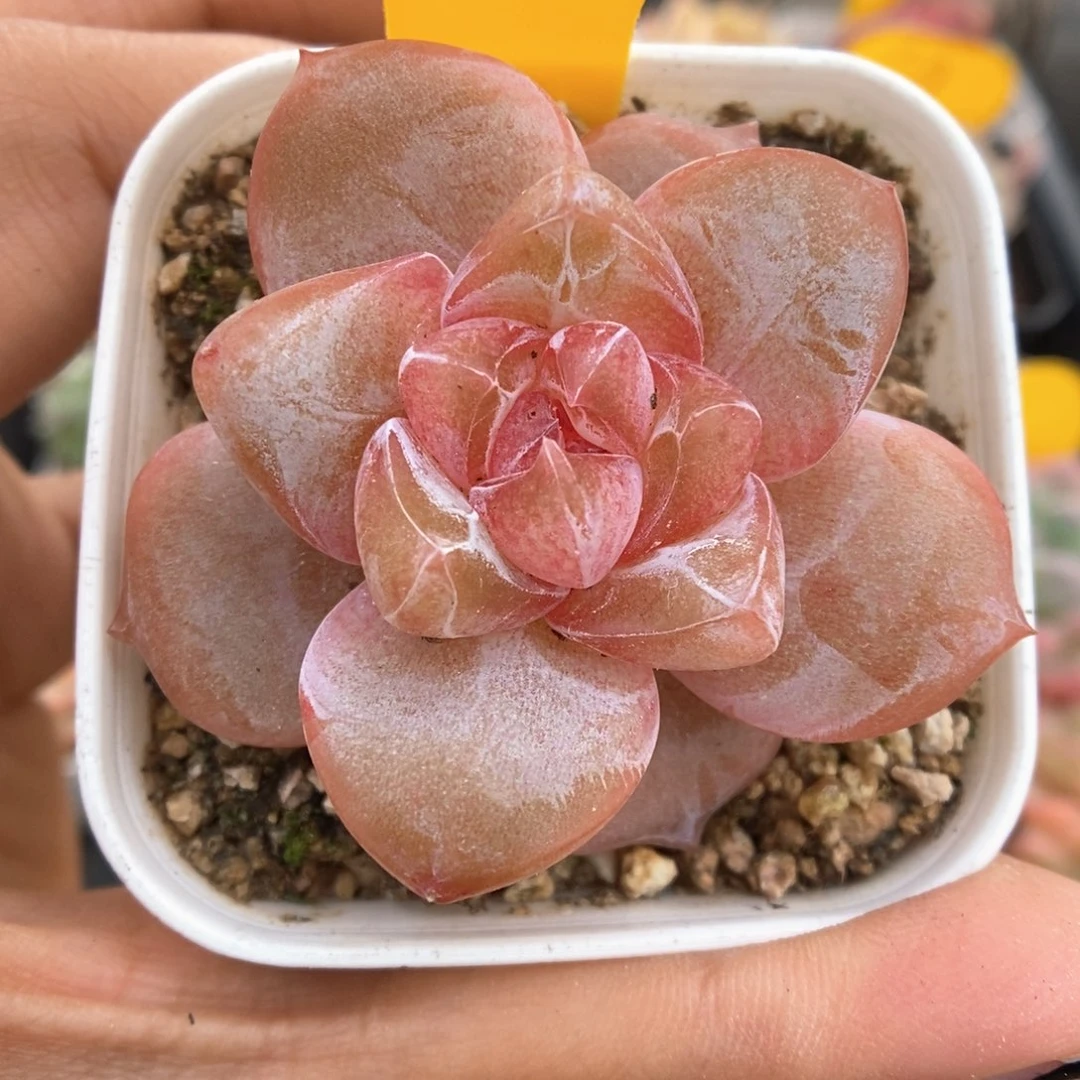 粉钻心珍妮可拍4871号