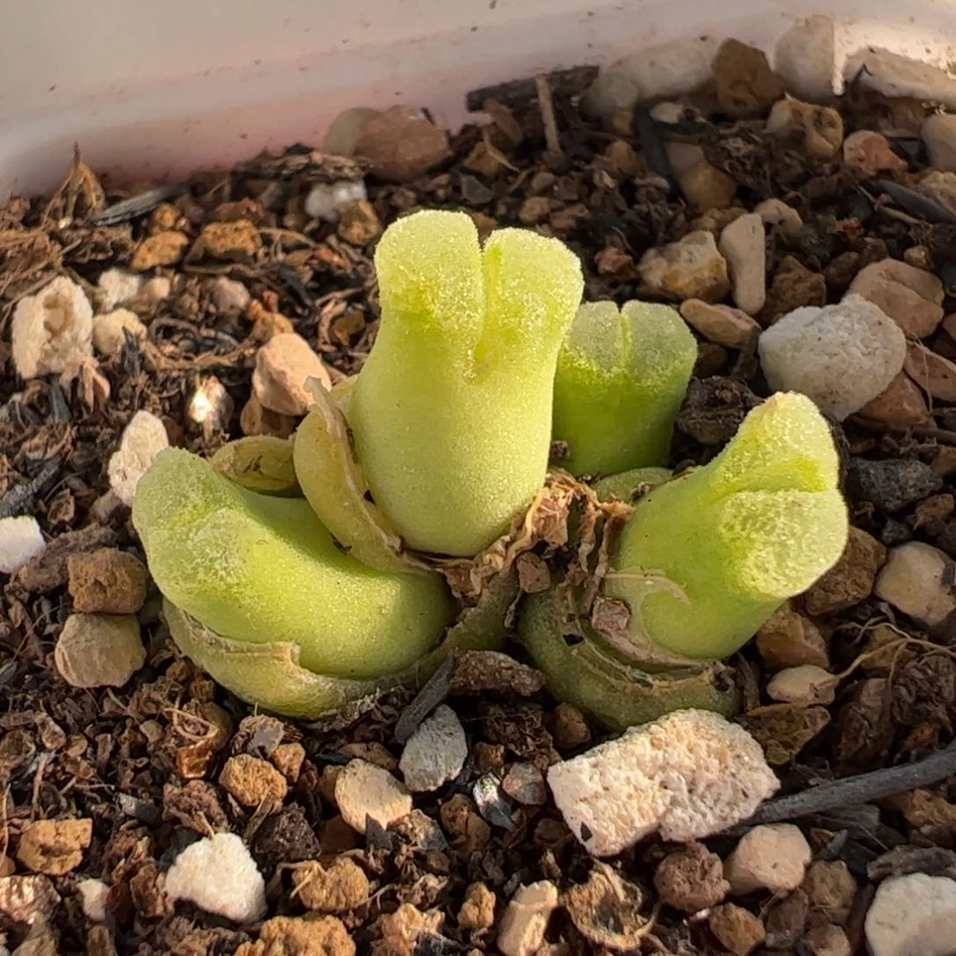 471多肉植物百科