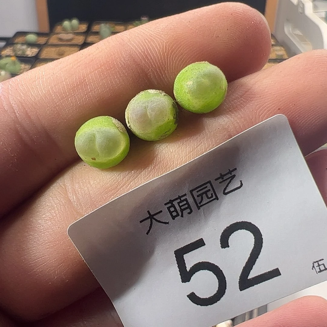 一物一拍默认微瑕。    52