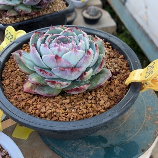 胖***贵205惊鸿仙子 夏鸣园艺