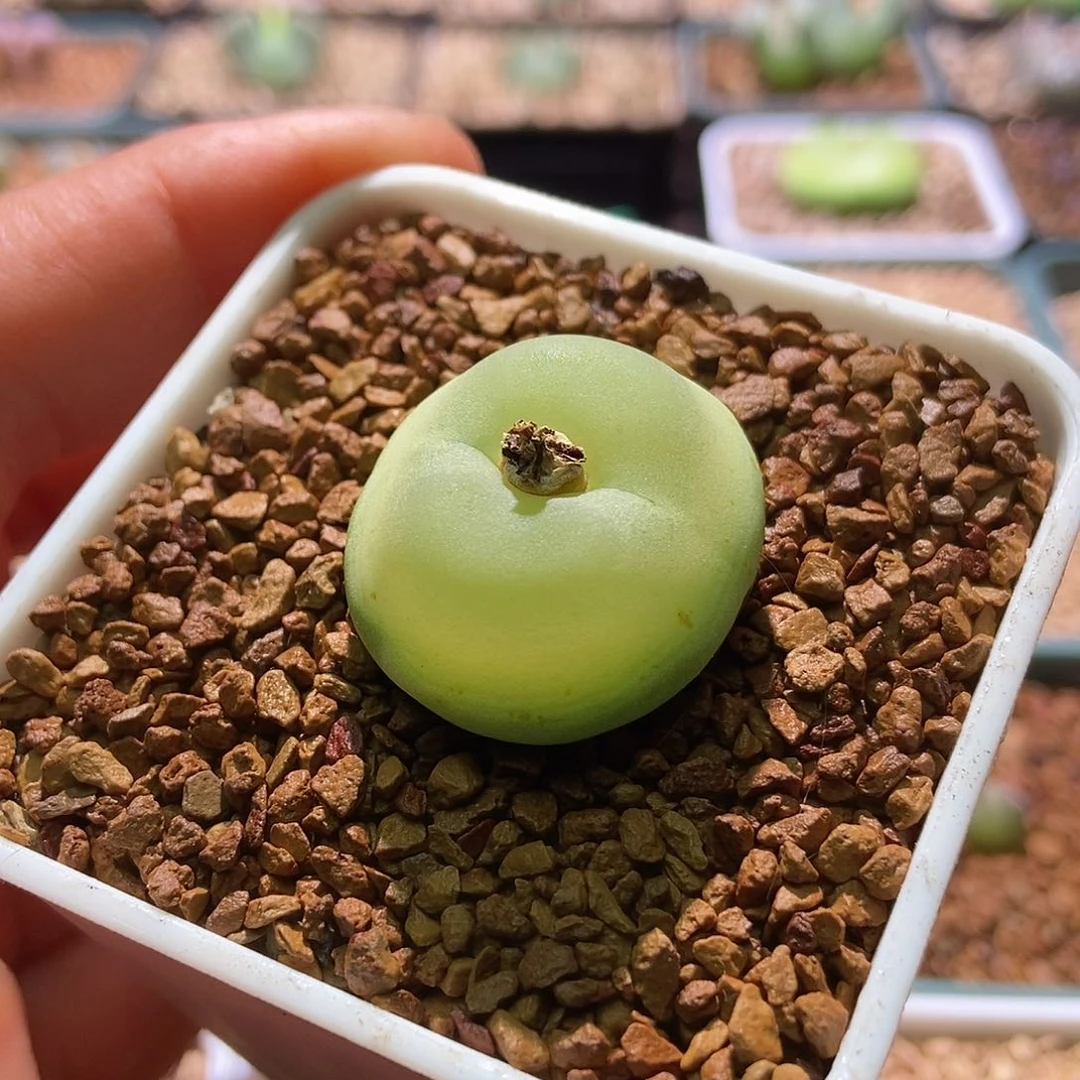 拉登一颗6年母本尺寸2.7厘米